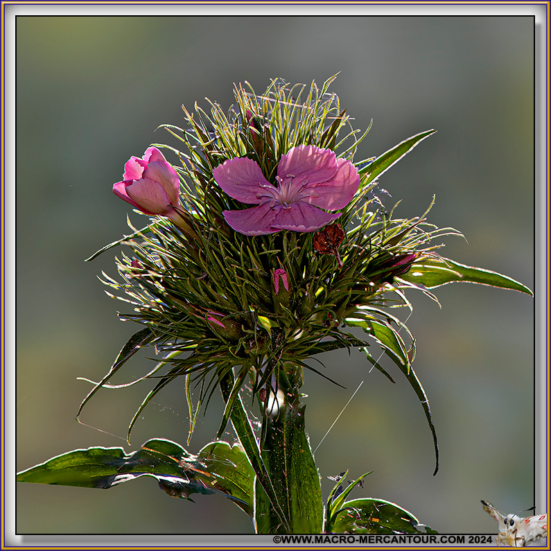 Oeillets
